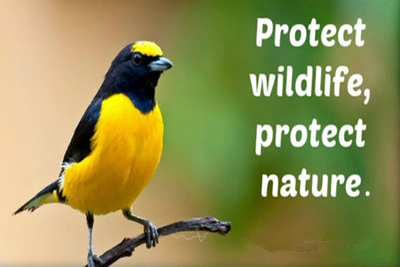 Quotes on Wildlife Conservation to Think Over - EnkiQuotes