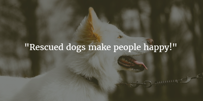 25 Rescue Dogs Quotes: Be Kind to Them - EnkiQuotes