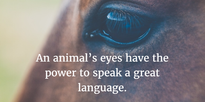 Animal Quotes with Pictures for True Animal Lovers - EnkiQuotes