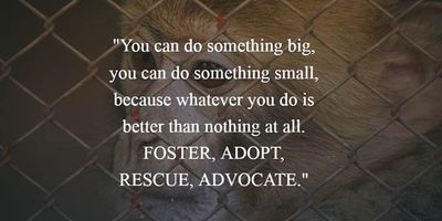 27 Animal Rescue Quotes to Awaken Our Awareness of Protecting Animals -  EnkiQuotes