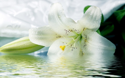 20 Profound Quotes About Lilies Enkiquotes