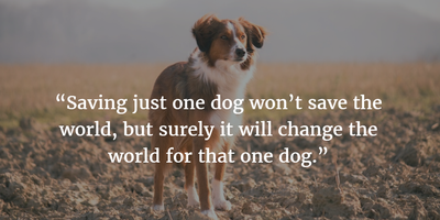 Image result for quotes about rescue dogs